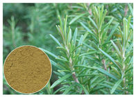 Ursolic 화장품 CAS 77를 위한 산성 로즈메리 초본 식물 추출물 반대로 산화 52 1